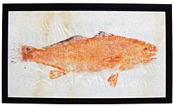 Gyotaku fish print